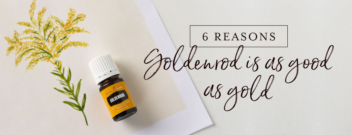 6 reasons Goldenrod is as good as gold