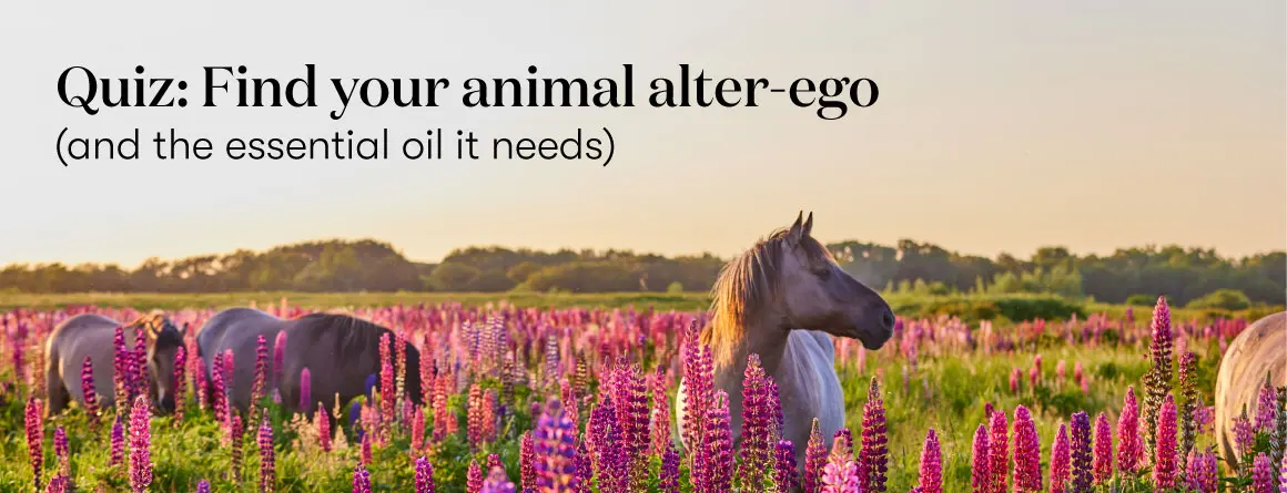 Essential Oils Quiz | Spirit Animal | Young Living Blog Essential Oils Quiz | Spirit Animal | Young Living Blog