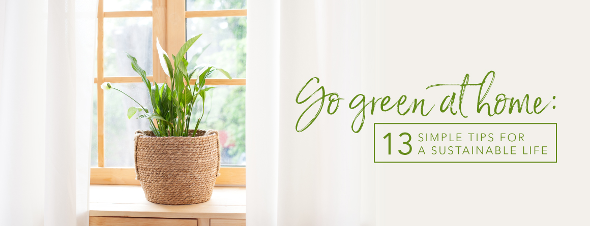 plant on a windowsill shows how to go green at home