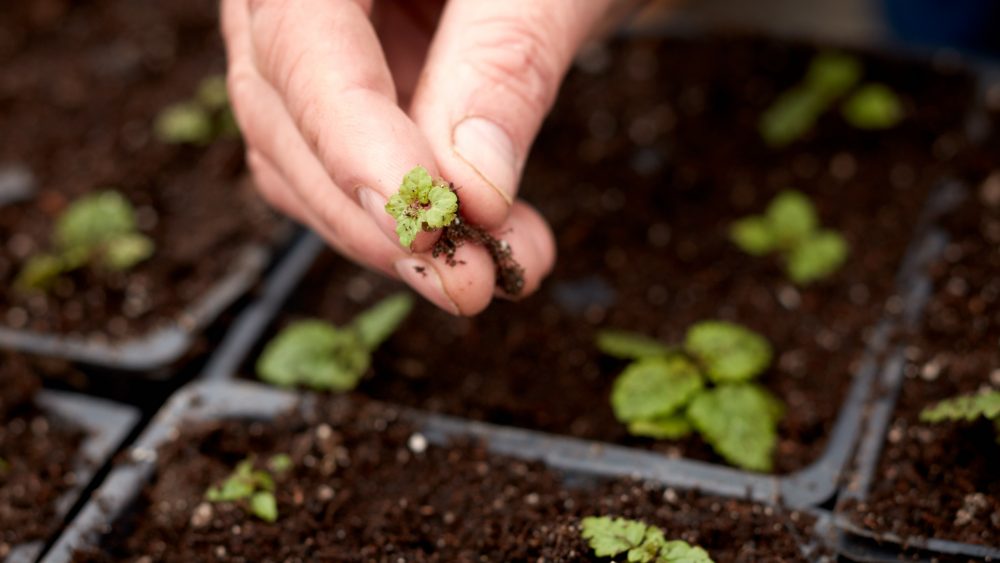 a hand holds a tiny plant that is just starting to grow