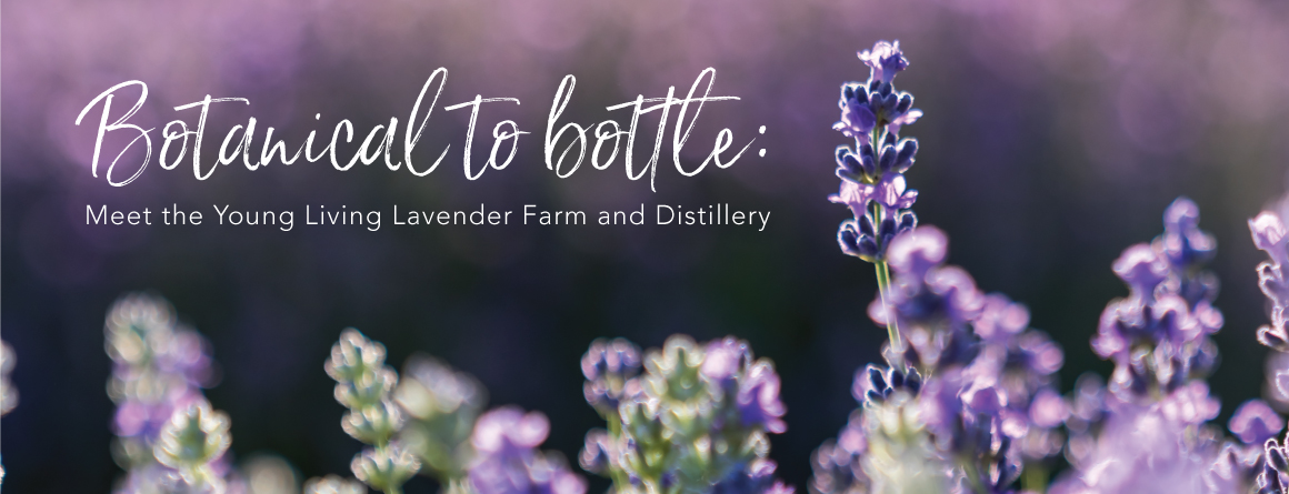 close up shot of lavender plant