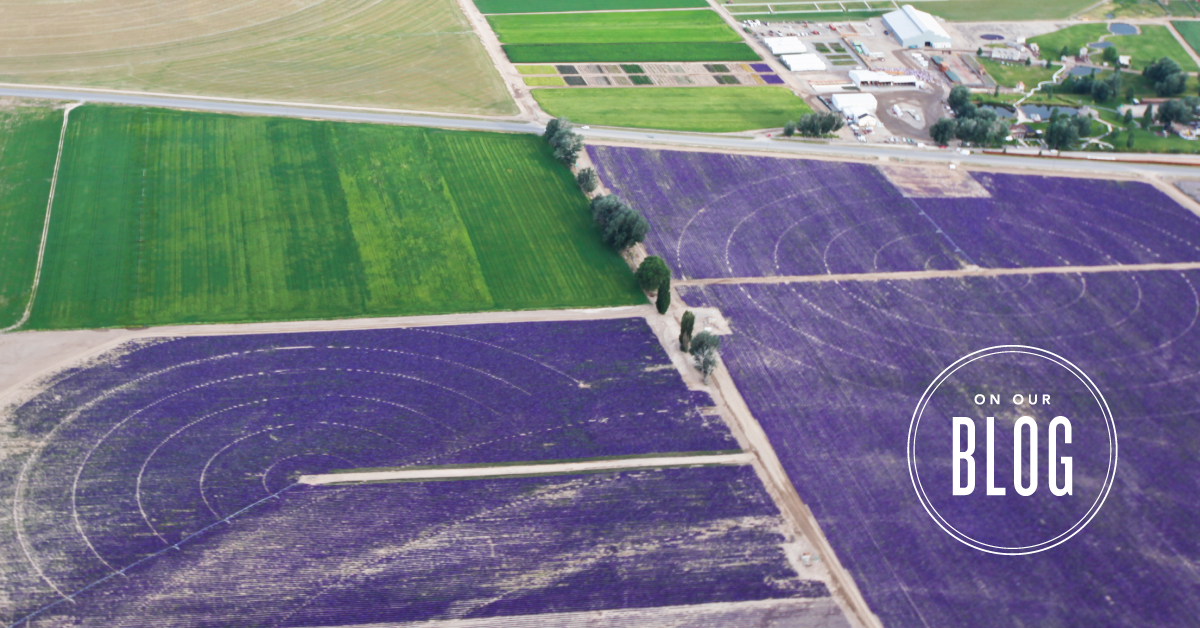 Botanical to bottle Meet the Young Living Lavender Farm and Distillery