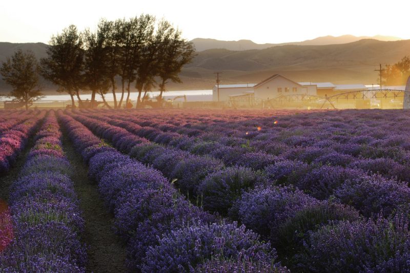 lavender field with early morning mist 