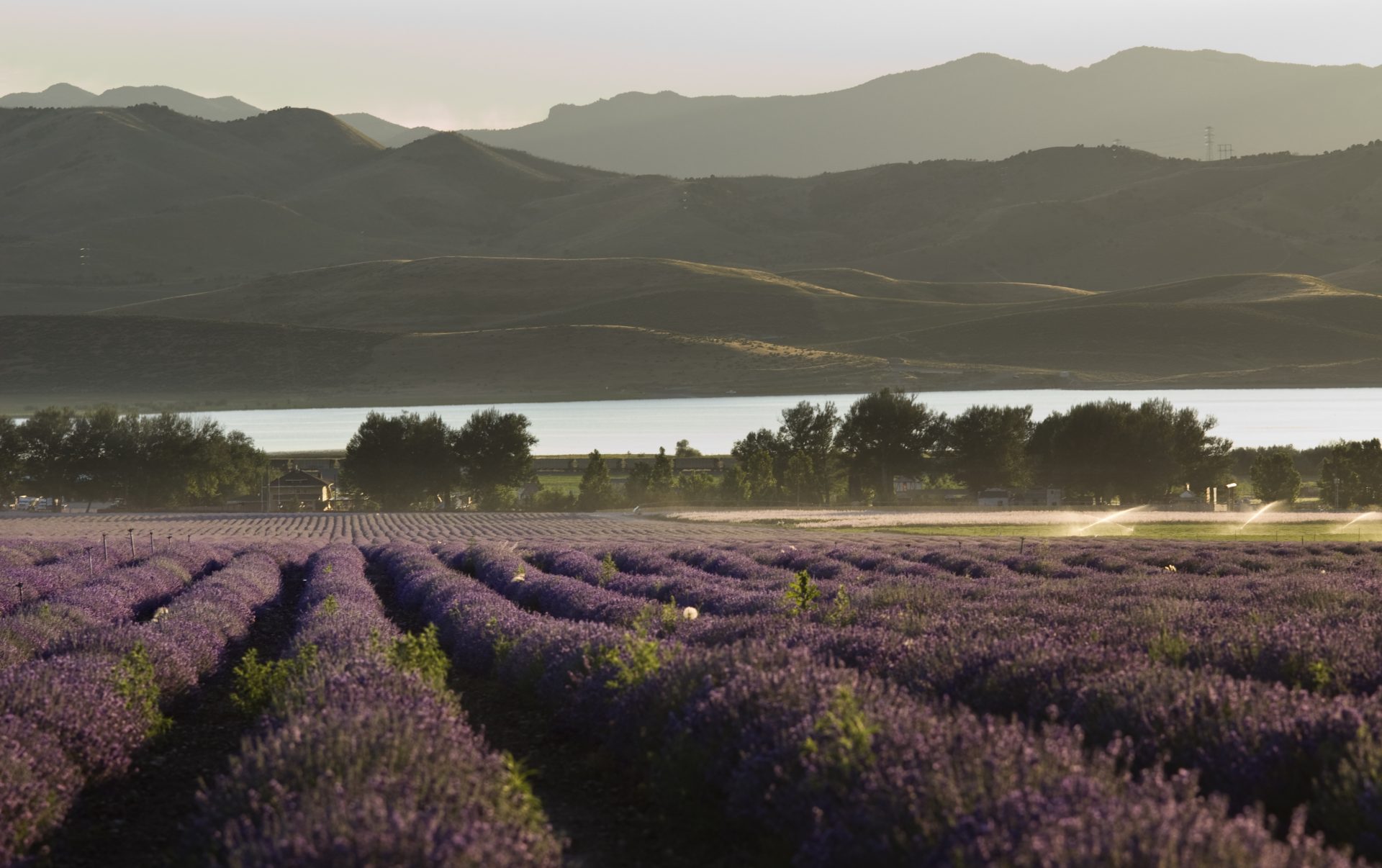 lavender field and reservoir in late afternoon light 