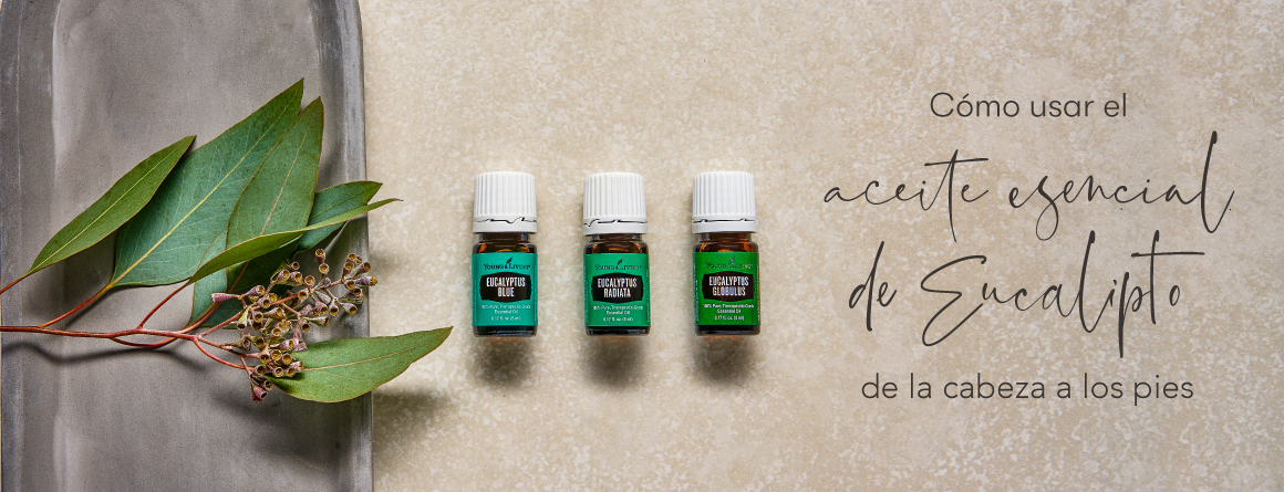 Como utilizar el aceite esencial de Eucalipto | El Blog de Young Living