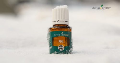 Pine essential oil in the snow