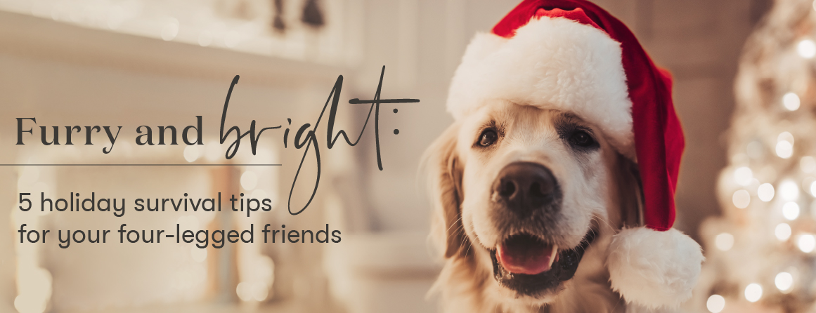 Furry and Bright: 5 holiday survival tips for your four legged friend; dog with Santa hat