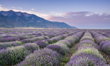 blog-How-essential-oils-are-made_Tile_US-2