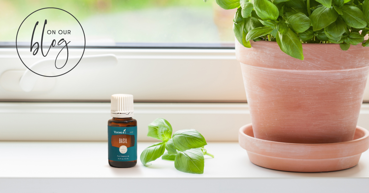 How to use Basil essential oil 5 musttry tips Young Living Blog US EN