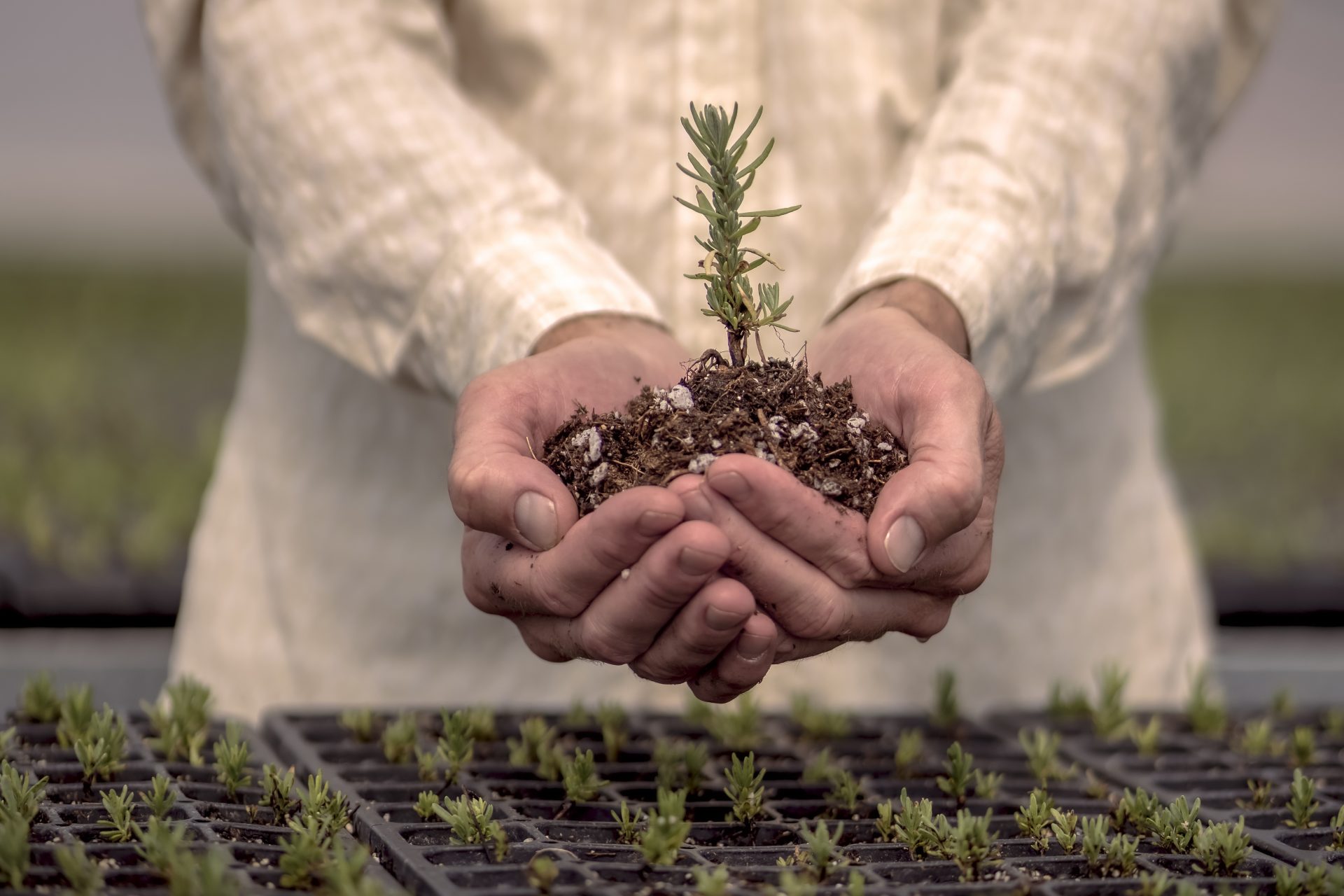 Man holding Lavender seedling-Farm facts: Quality essential oils from the ground up-Young Living Lavender Life Blog