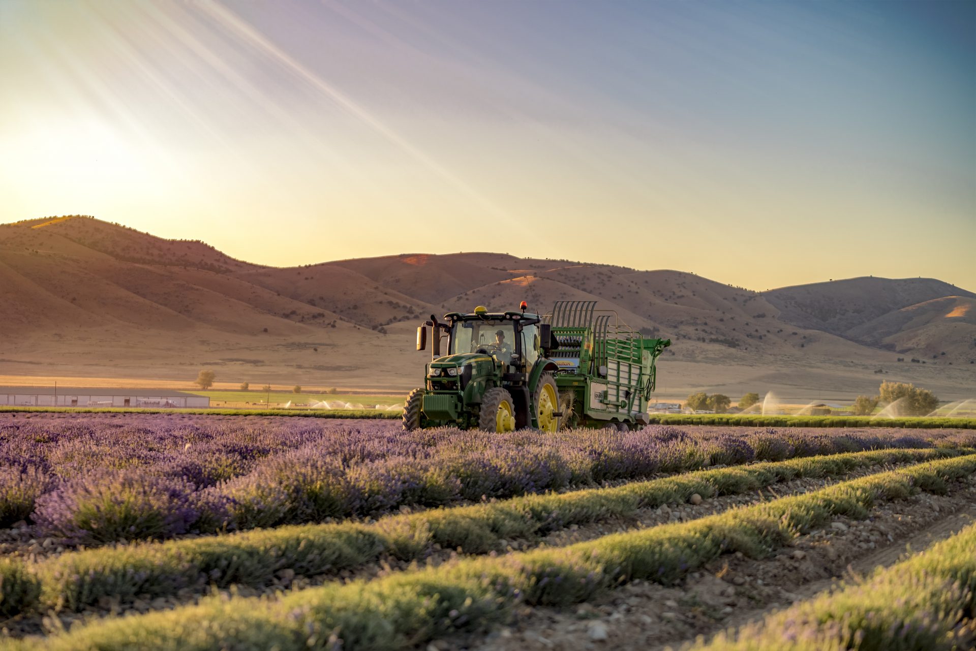 Lavender Harvesting-Farm facts: Quality essential oils from the ground up-Young Living Lavender Life Blog