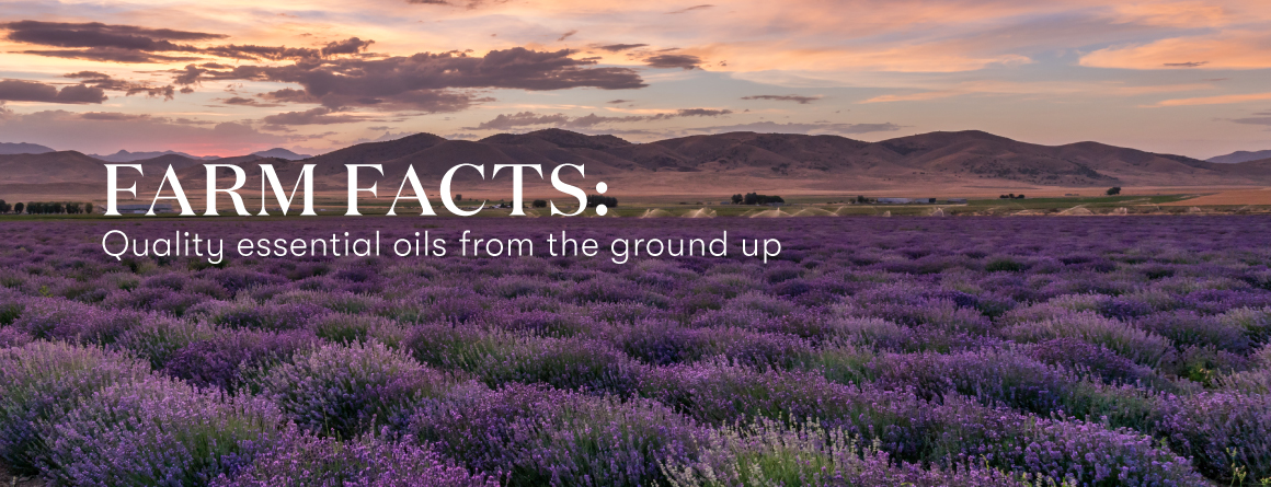 Young Living Essential Oils Lavender Life Blog-Farm facts: Quality essential oils from the ground up