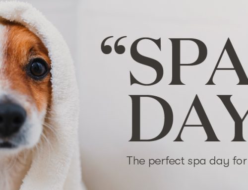 “Spaw” day: The perfect spa day for your furry friends
