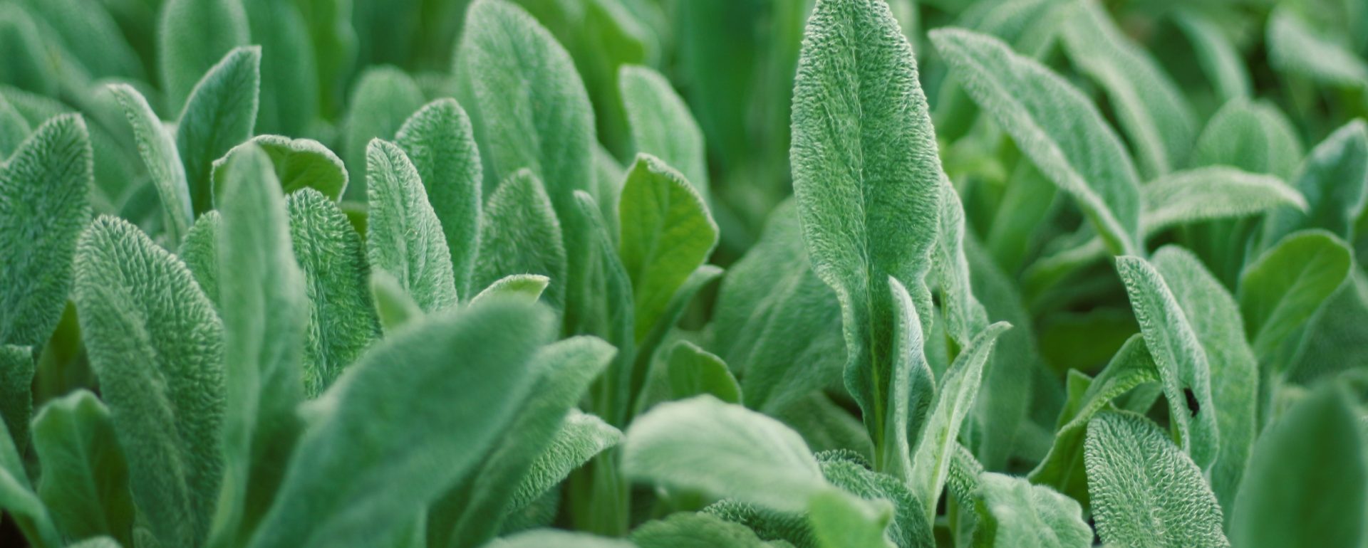 Sage (Salvia officinalis) Plant - Young Living Lavender Life Blog 