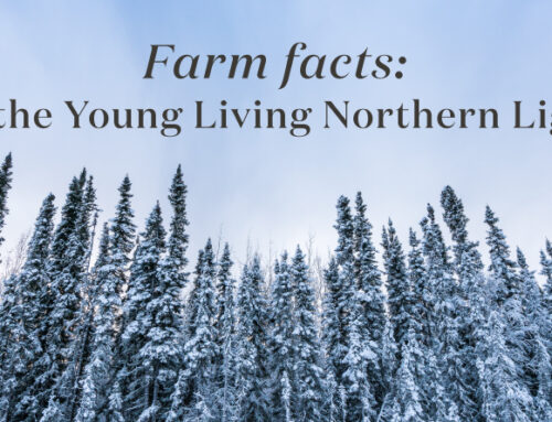 Farm facts: All about the Young Living Northern Lights Farm