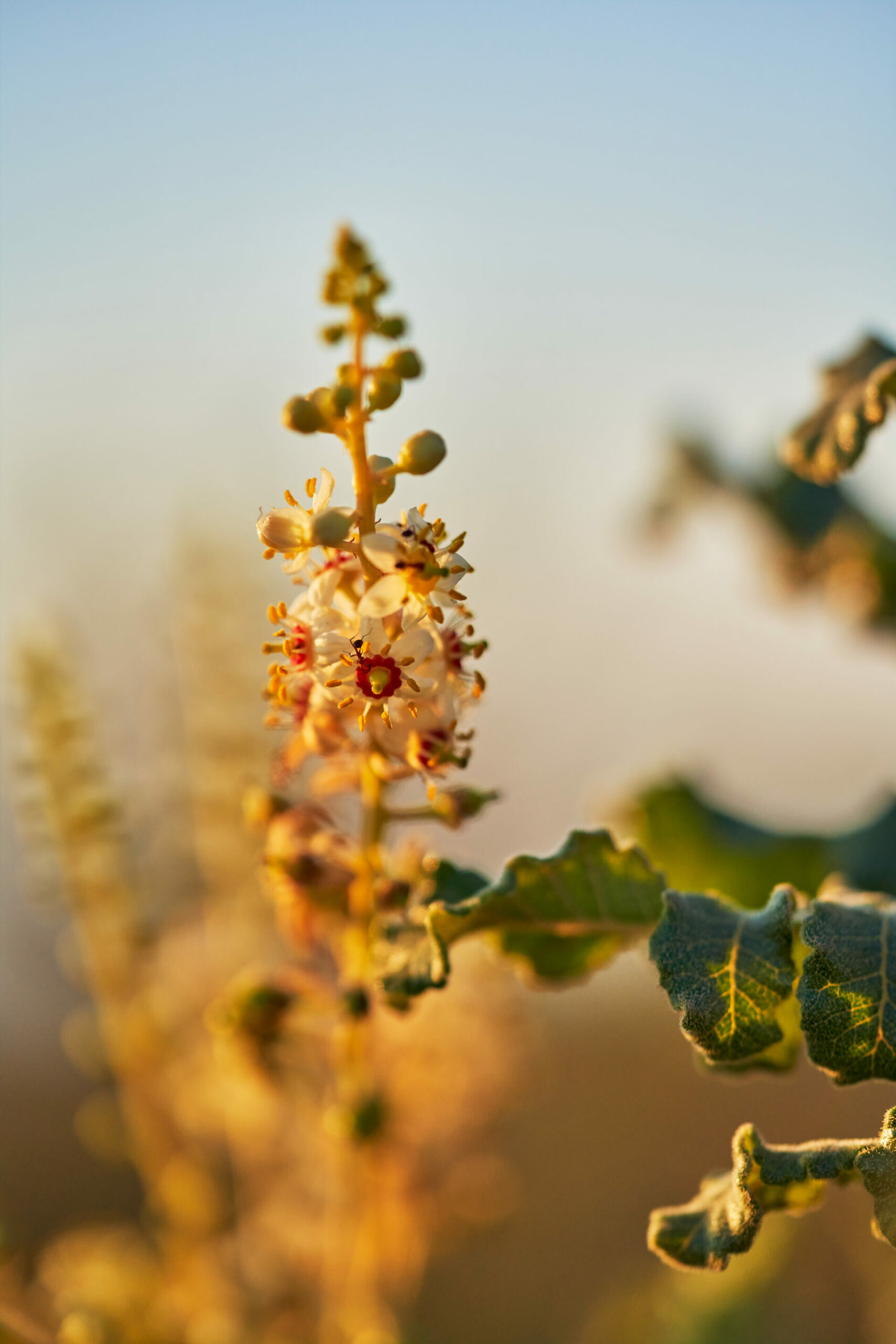 Flowering plant at our Israel Balm of Gilead Farm - Young Living Lavender Life blog 