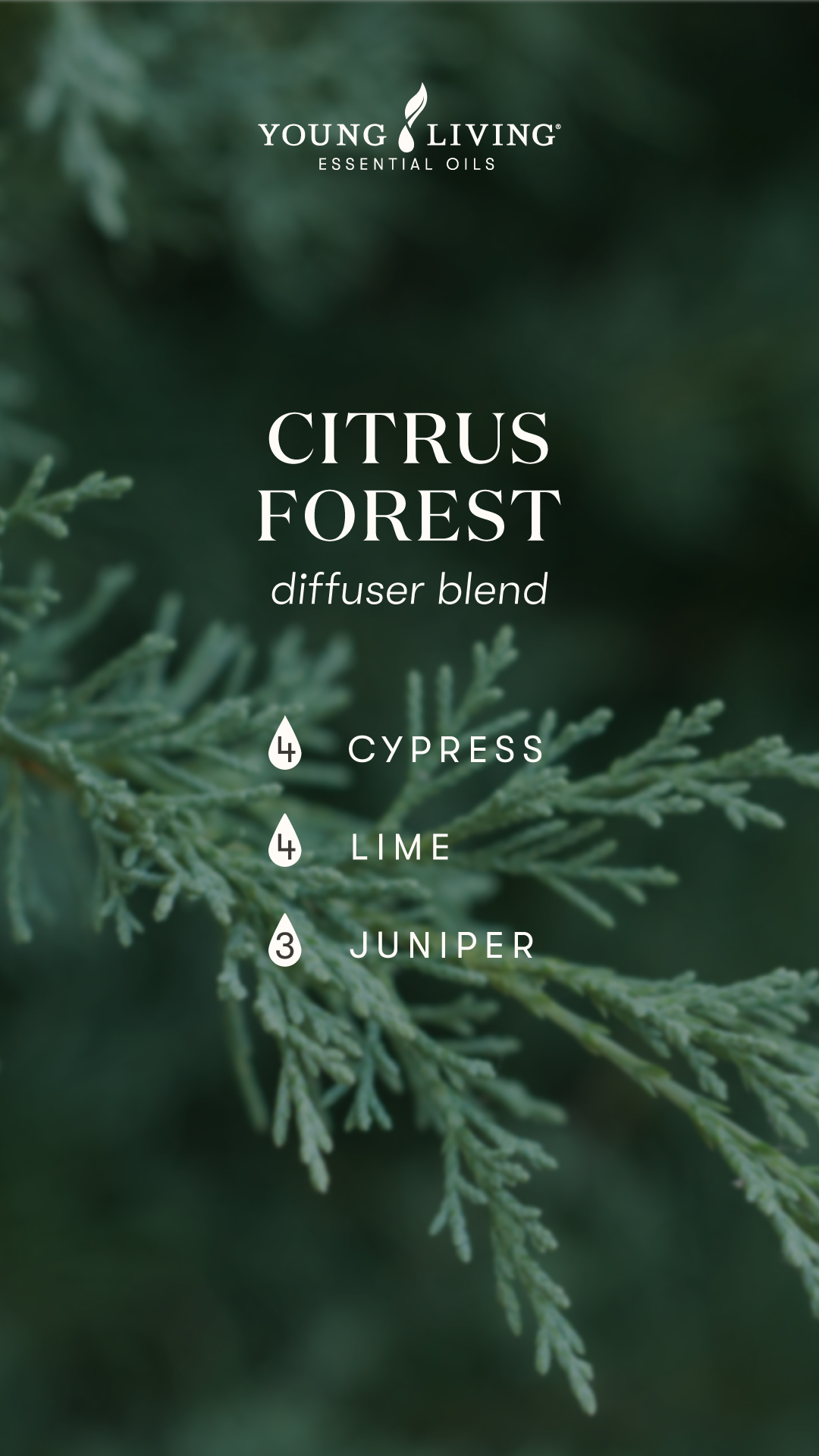 Citrus Forest diffuser blend - Young Living Lavender Life Blog 