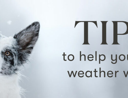 Tips to help your dog weather winter