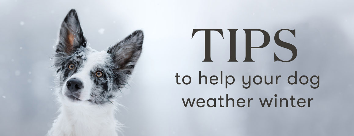 Tips to help your dog weather winter - Young Living Lavender Life Blog