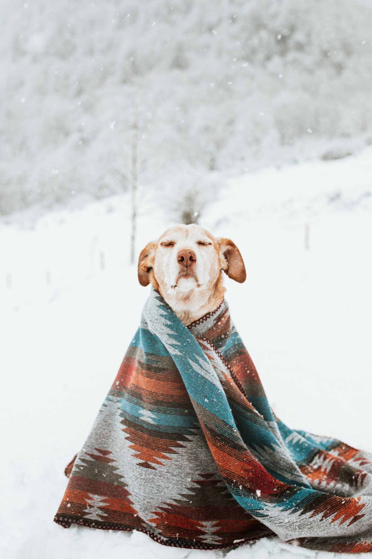 View of Tips to help your dog weather winter | Young Living Blog - US EN