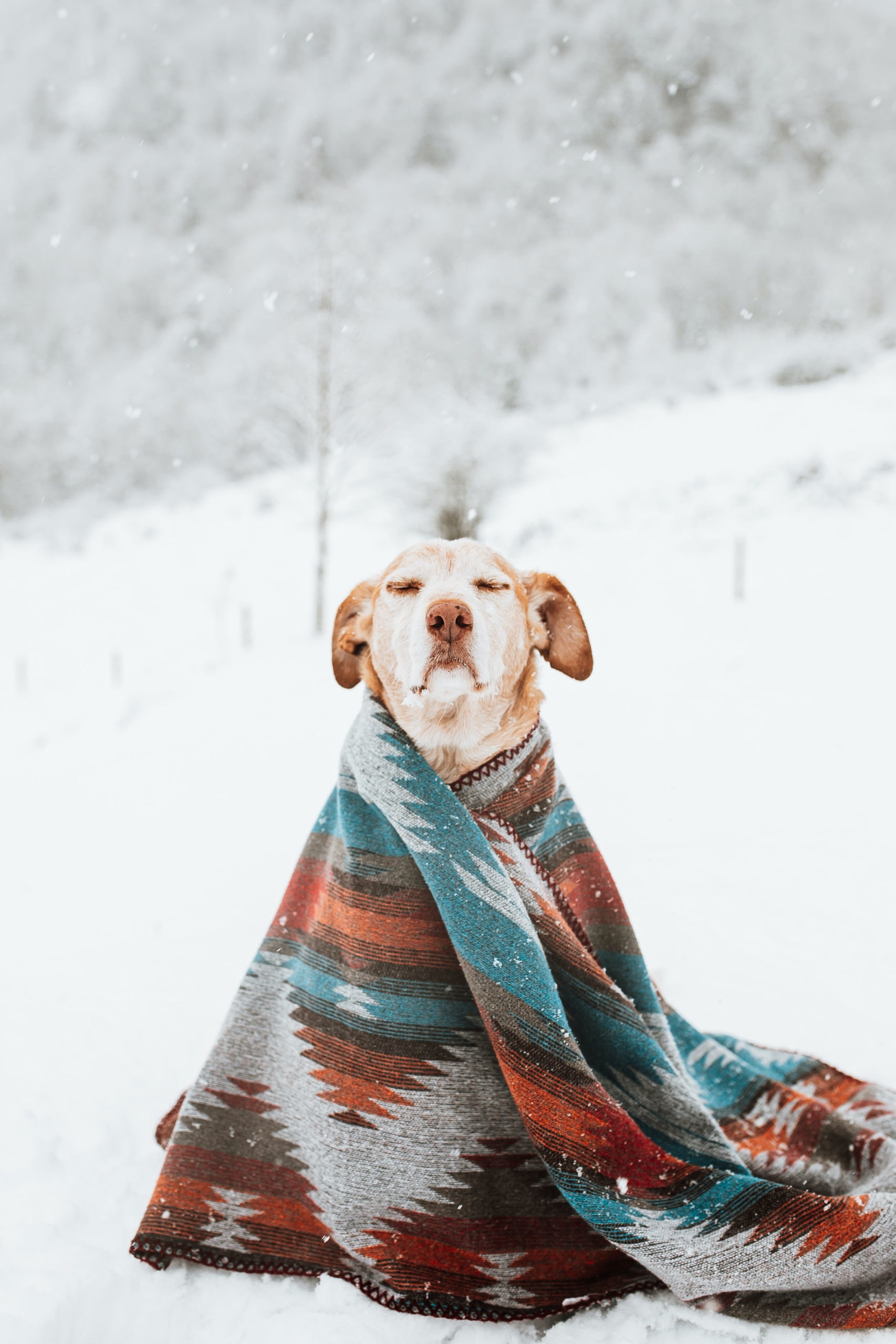 Free Images : snow, winter, white, frost, puppy, pet, weather, season ...