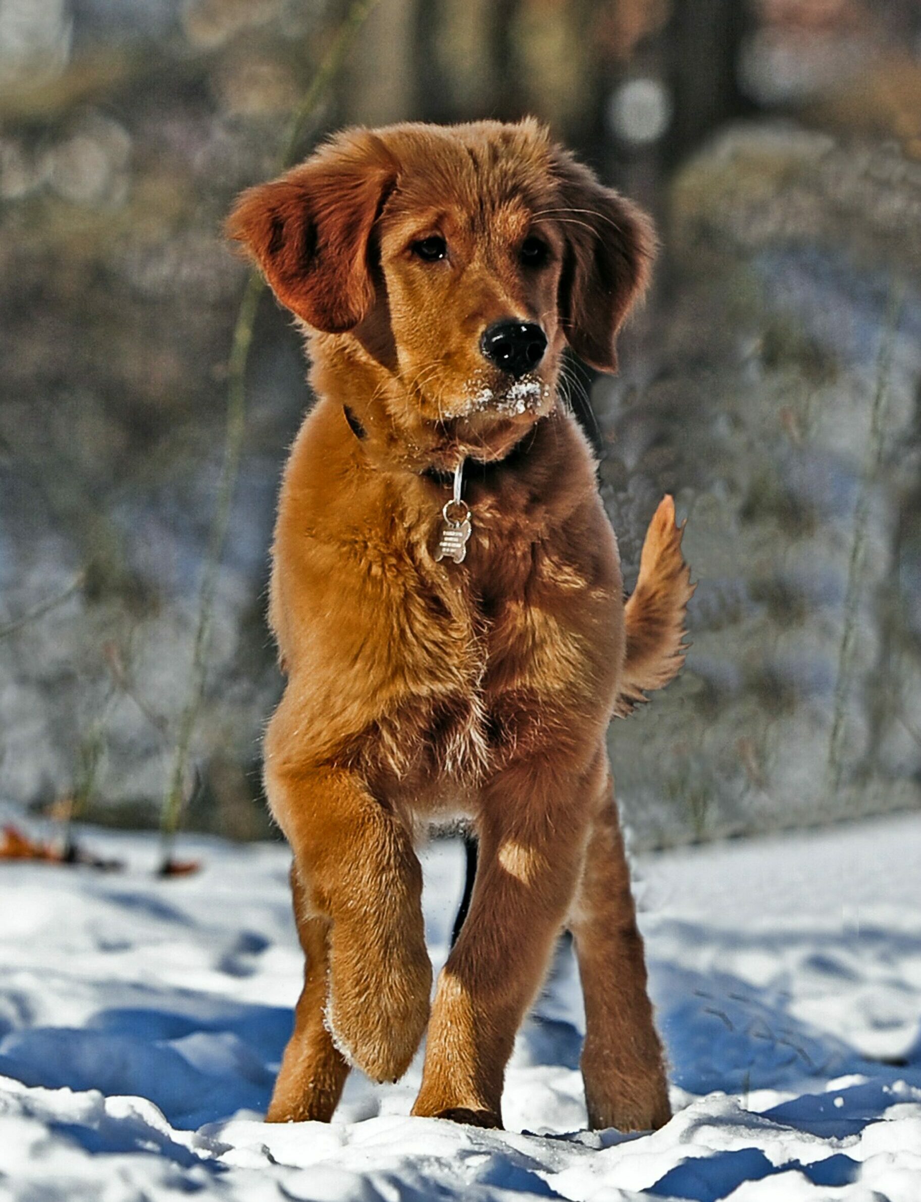 Dog walking in snow - Young Living Lavender Life Blog 