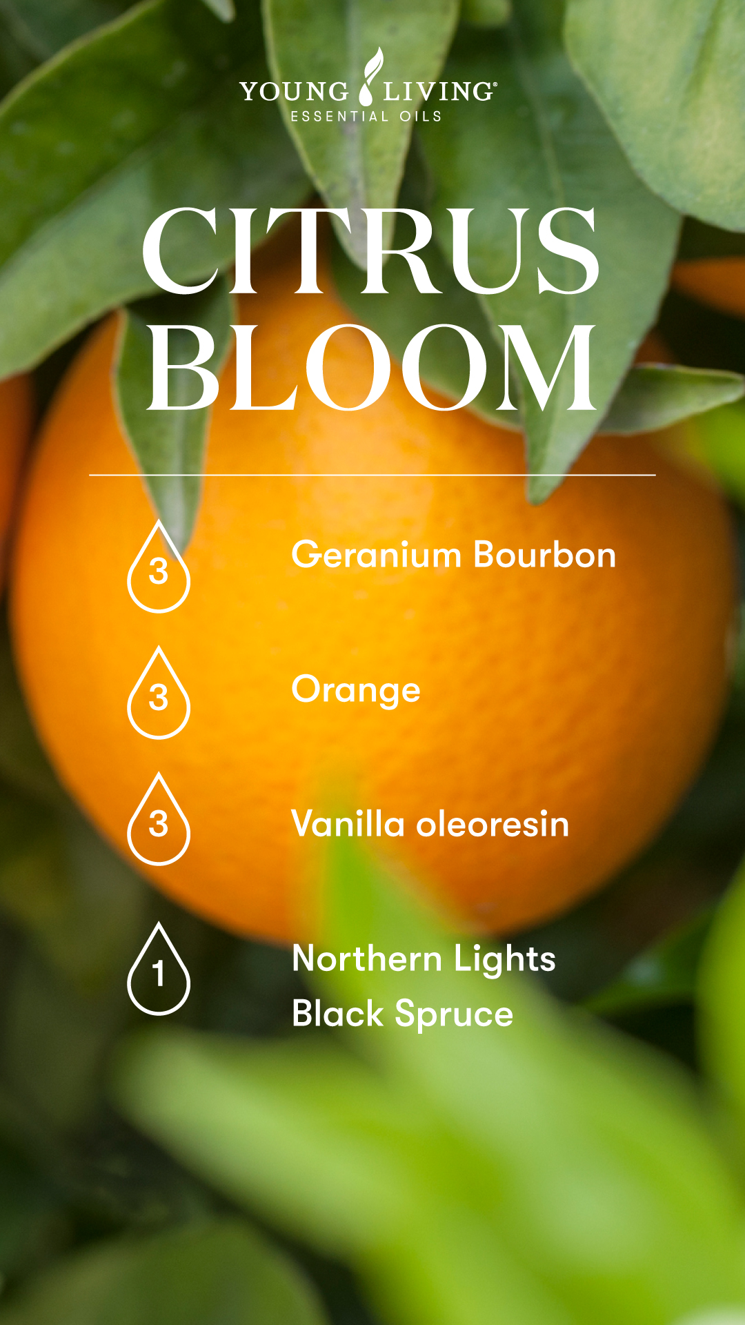 Essential Oil Blend: Citrus Blossom