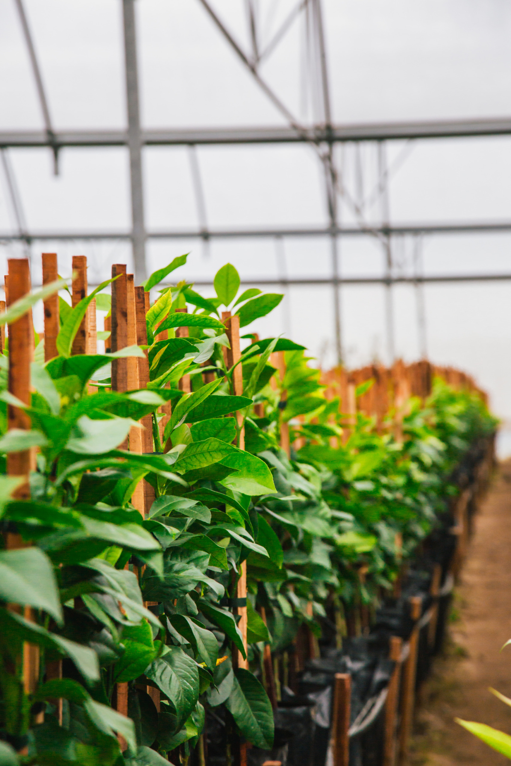 Young Living essential oil greenhouse