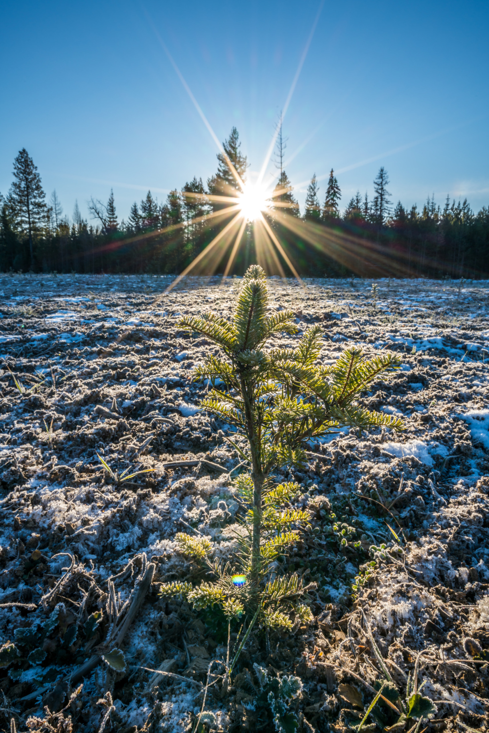 Highland flats farm - Young Living Essential Oils