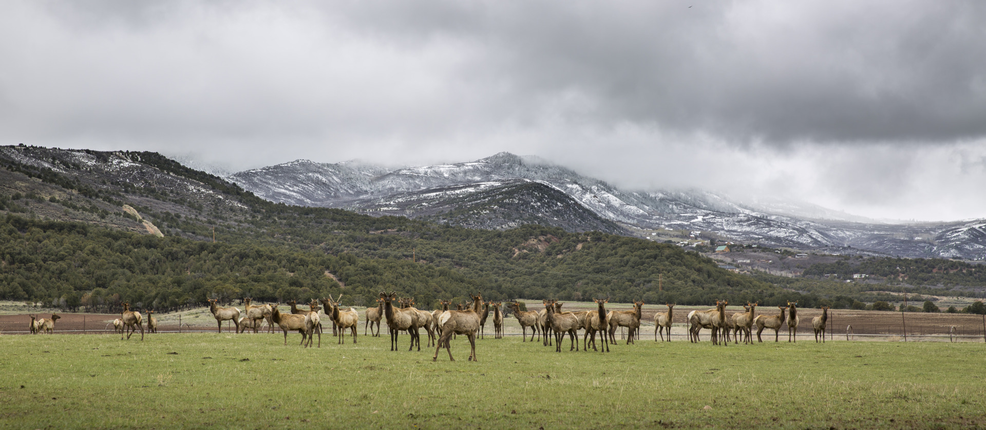 Skyrider Ranch Elk Herd