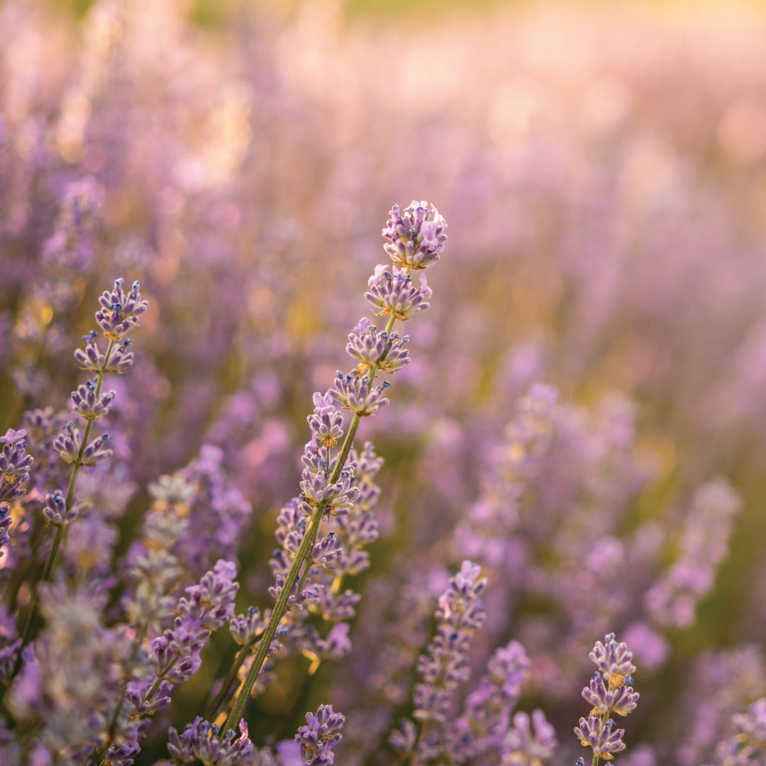 Lavender Flowers - Young Living Lavender Life Blog