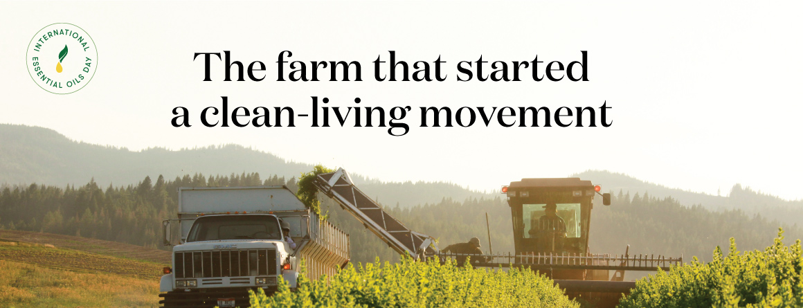 St. Maries Lavender Farm and Distillery: The fa rm that started it all - Young Living Lavender Life Blog
