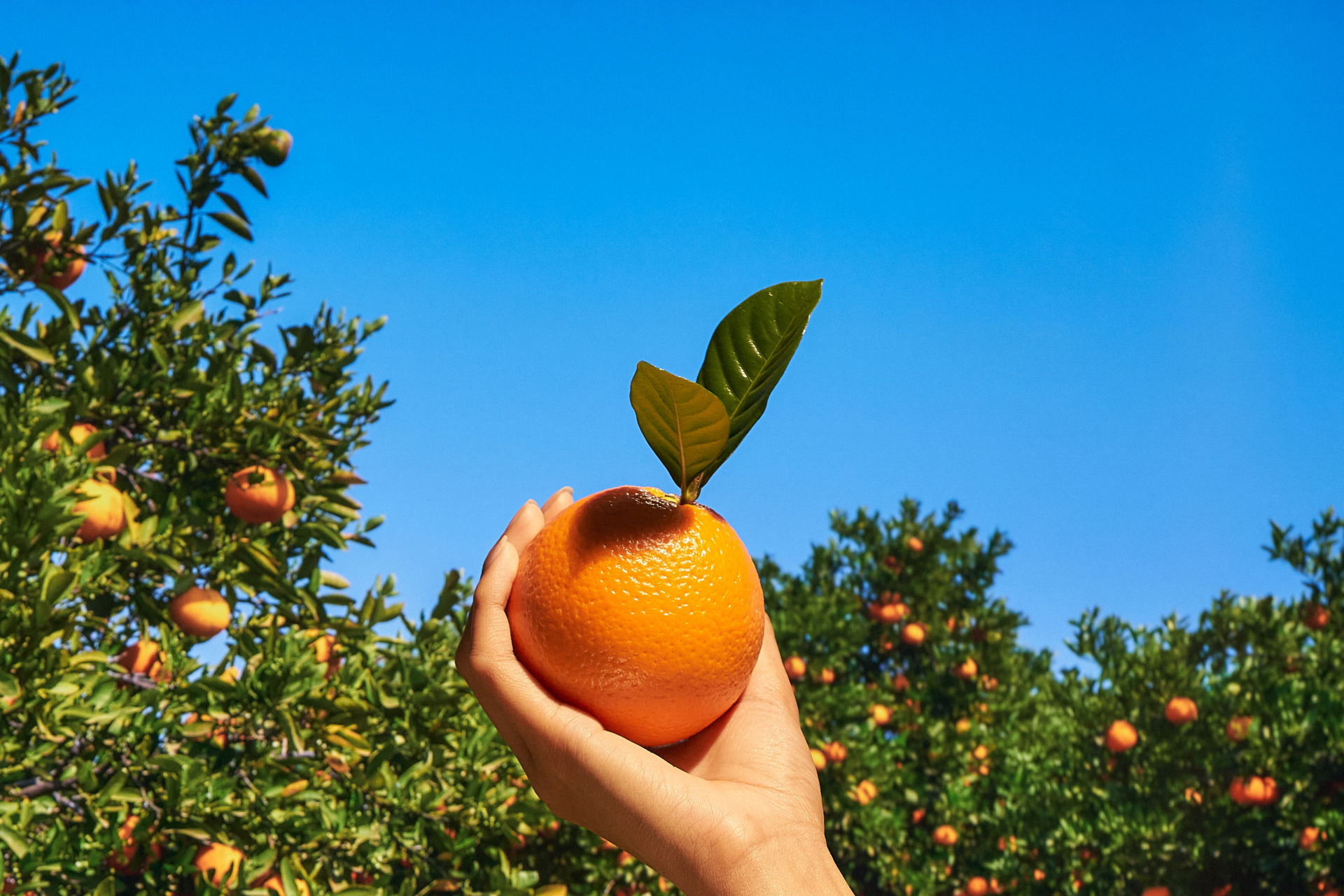 Woman holding up orange in orchard - Young Living Lavender Life Blog 