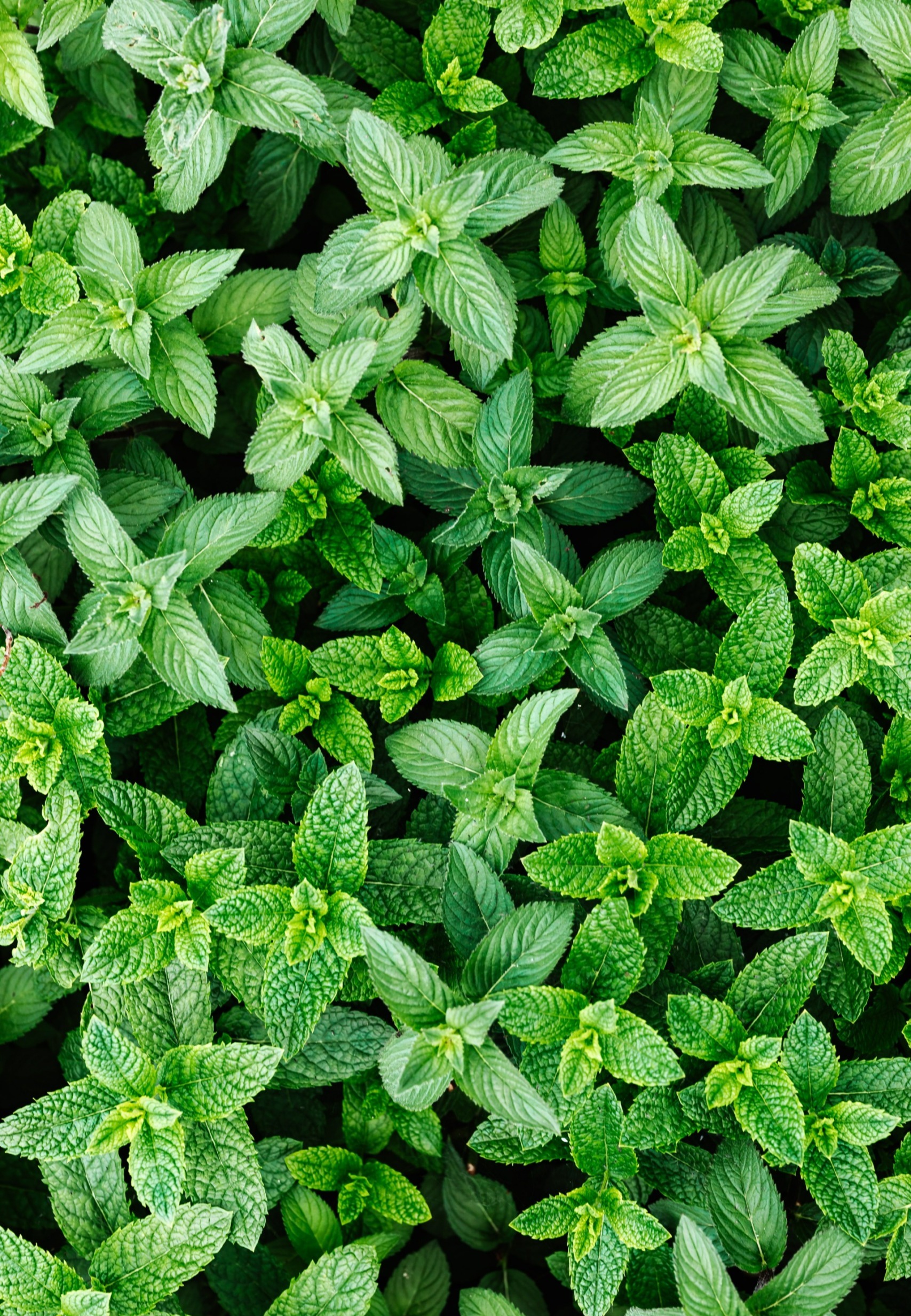 Spearmint plant 