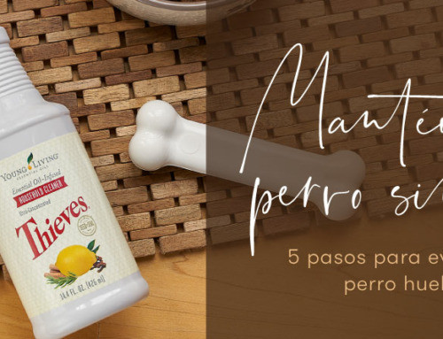 Mezclas Navideñas para Difusor  Aceites Esenciales Young Living