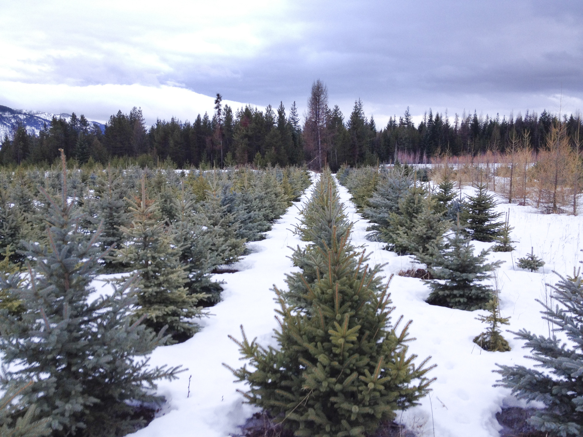 Blue Spruce Trees