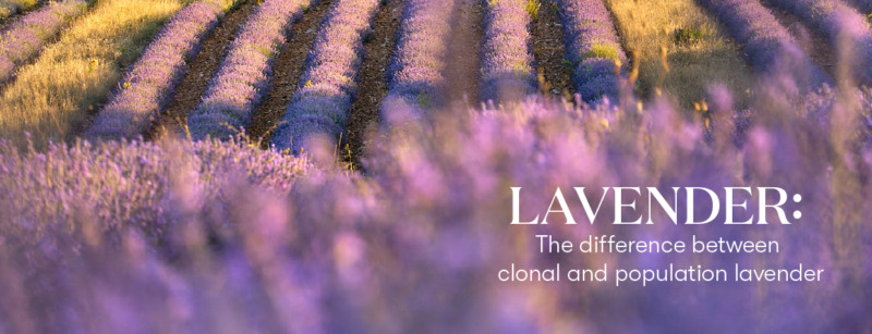 The differences between clonal lavender and population lavender | Young ...