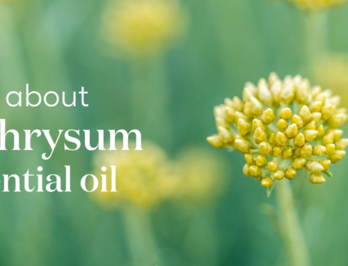 All about Helichrysum essential oil