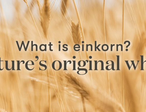 What is einkorn? Nature’s original wheat