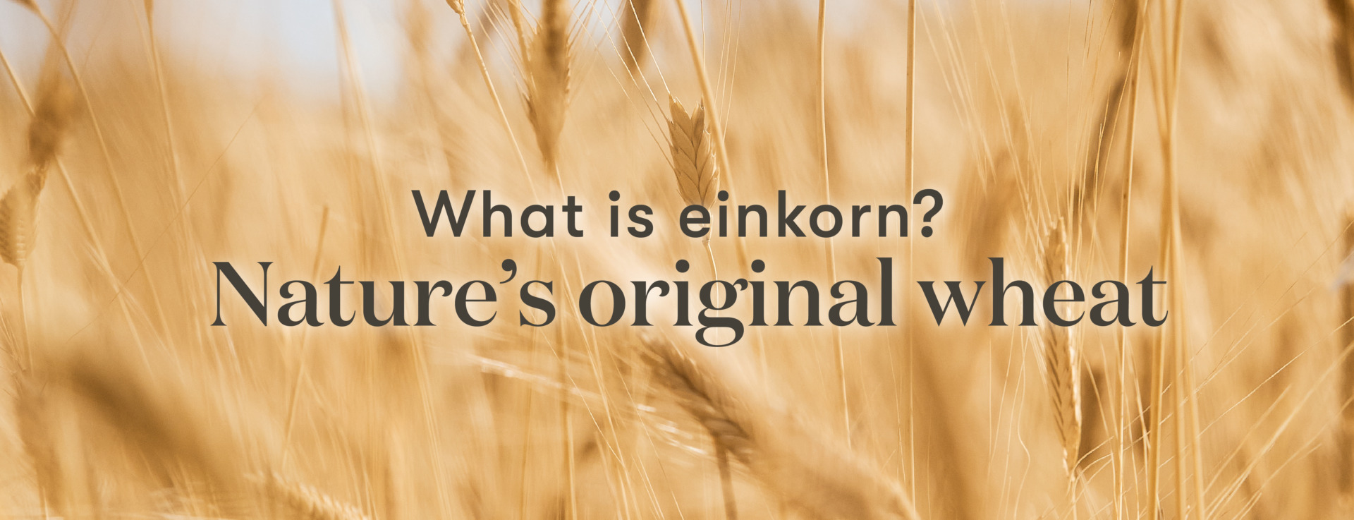 What is einkorn? Nature’s original wheat