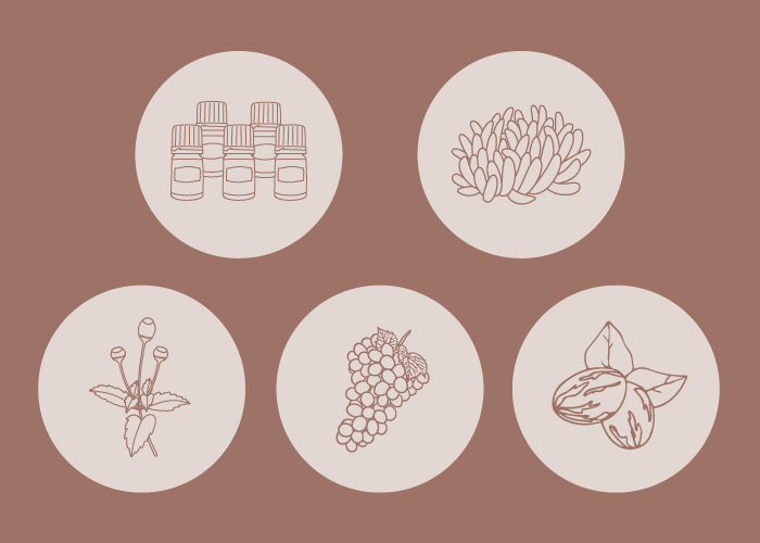 gráficos que representan diversos ingredientes naturales como plantas, semillas y aceites esenciales