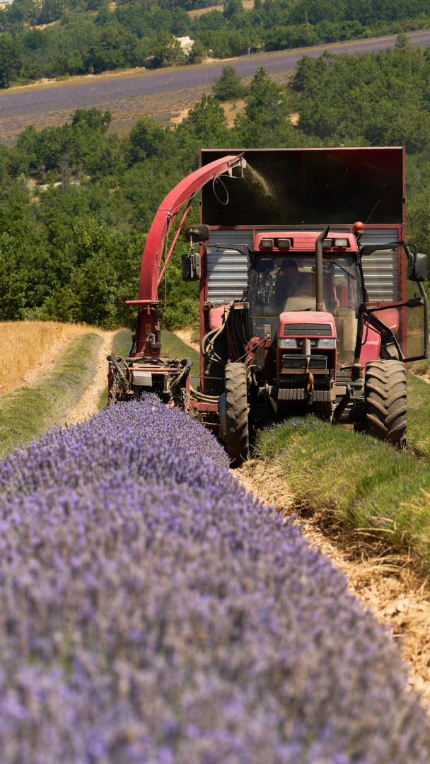 lavender plants being harvested