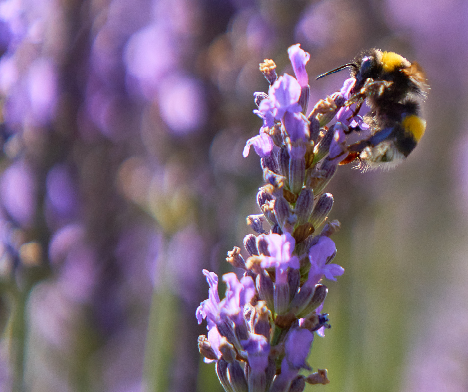 lavender plant and flower