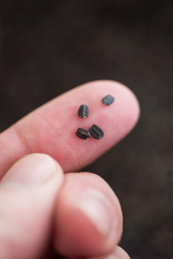 Third-Party Substantiation