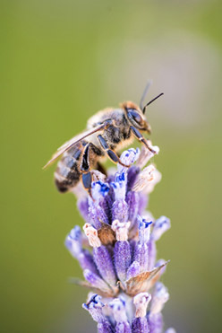 Industry Green Leader