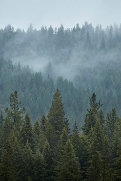 Global Compliance Program